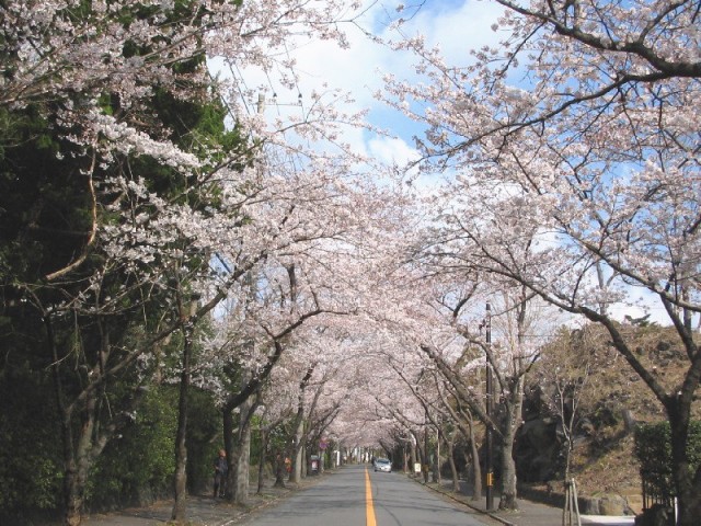 2008桜並木